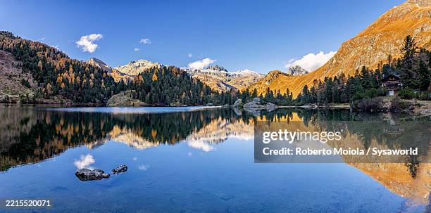 larch trees mirrored in an alpine lake in autumn - graubunden canton stock pictures, royalty-free photos & images