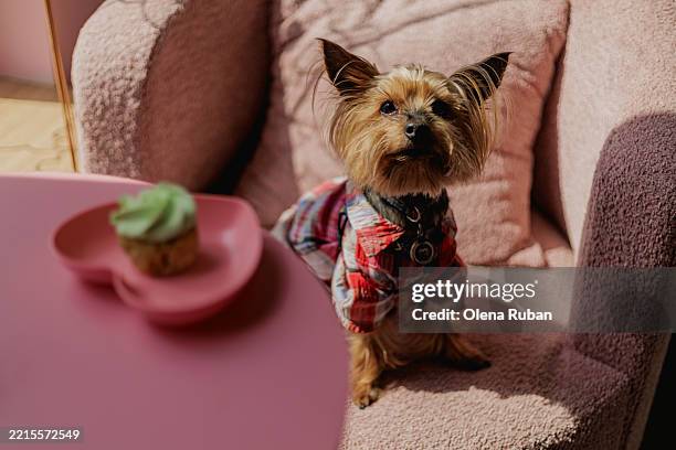 cute yorkie in a shirt sits in an armchair at a round table with a cake in a pink heart-shaped tray indoors. - terrier stock pictures, royalty-free photos & images
