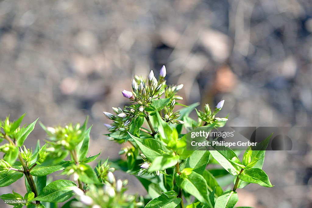 Meadow Phlox