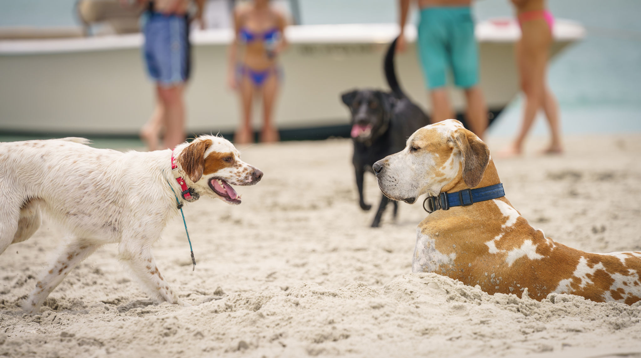 Dog Friends at the Beach Dog Friends at the Beach