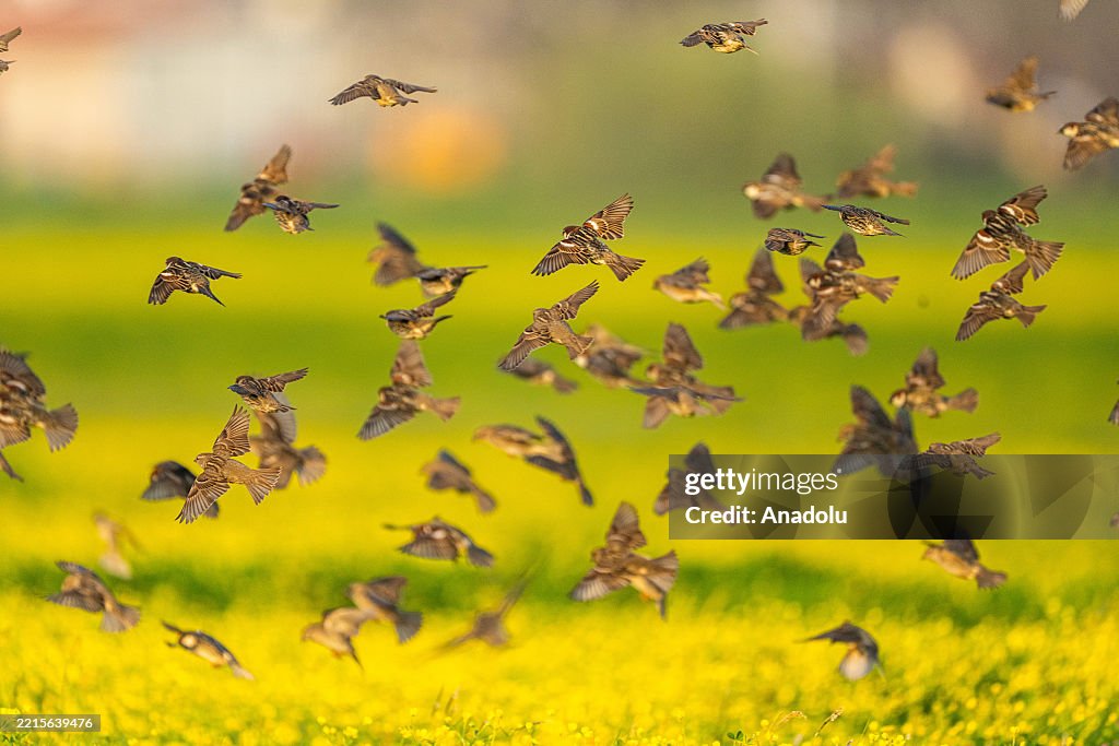 Flocking willow sparrows in Turkiye's Bursa