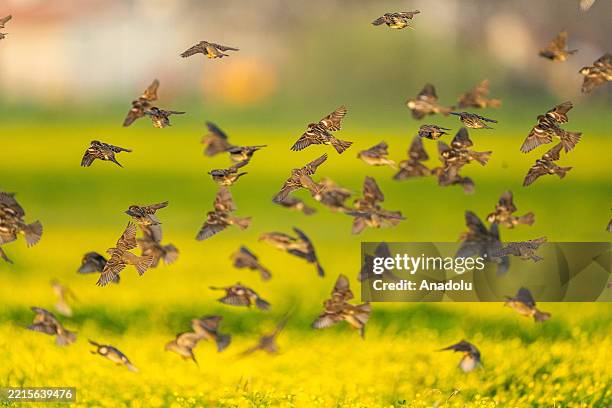 Willow sparrows, one of the migratory bird species, are seen flying in flocks on May 20, 2025 in Karacabey district of Bursa, Turkiye.
