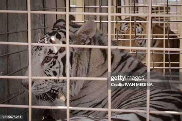 An tiger is pictured as it is relocated to a ranch on the coast from Culiacan, Sinaloa state, Mexico on May 20, 2025. About 700 animals -- from...