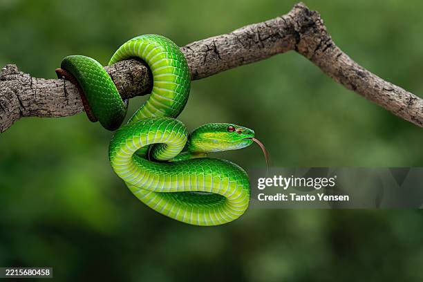 green white lipped pit viper - venomous stock pictures, royalty-free photos & images