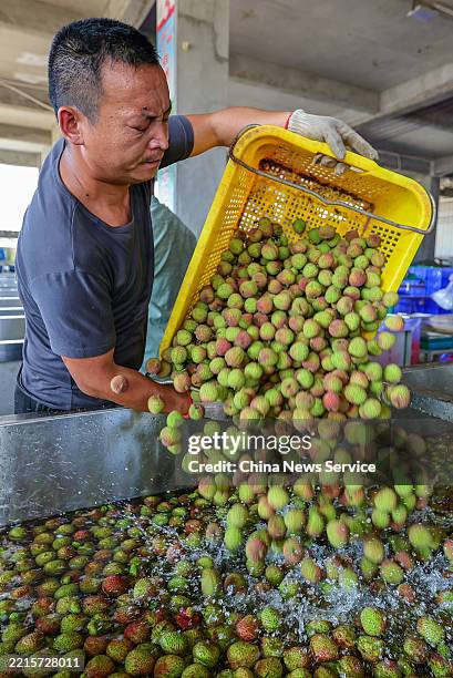 Worker pours lychees into a water tank for cleaning at a lychee purchasing station on May 18, 2025 in Haikou, Hainan Province of China. This year,...