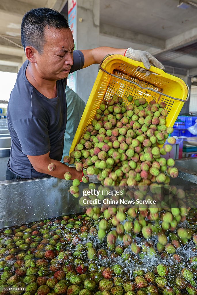 Lychees Enter Harvest Season In Haikou
