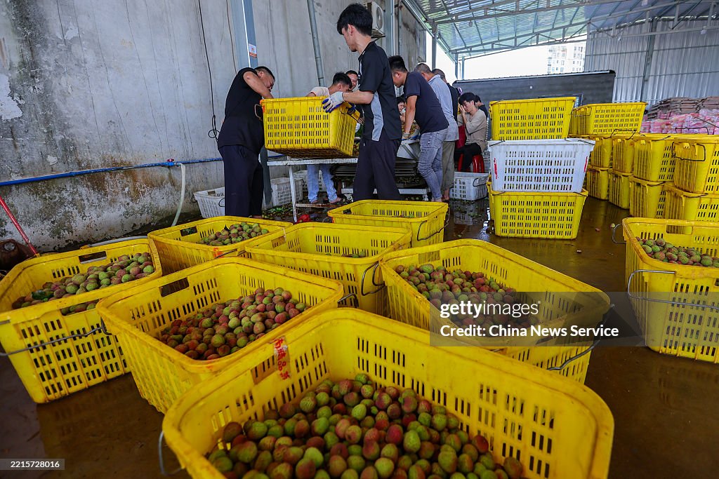 Lychees Enter Harvest Season In Haikou