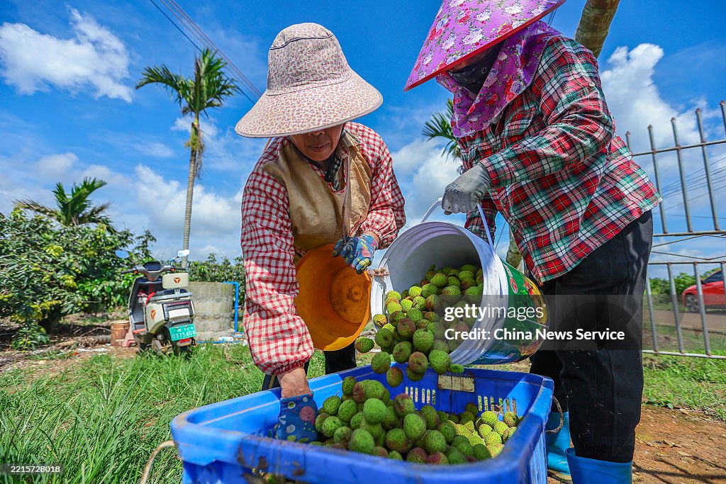 Lychees Enter Harvest Season In Haikou