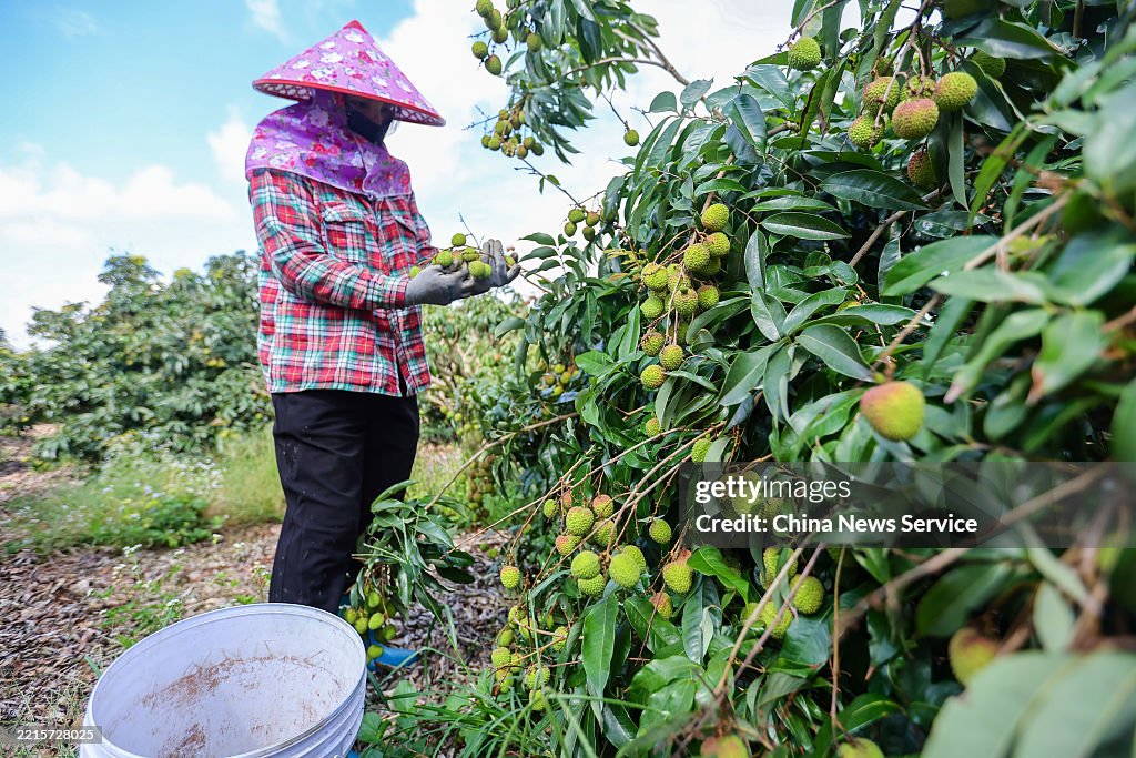 Lychees Enter Harvest Season In Haikou