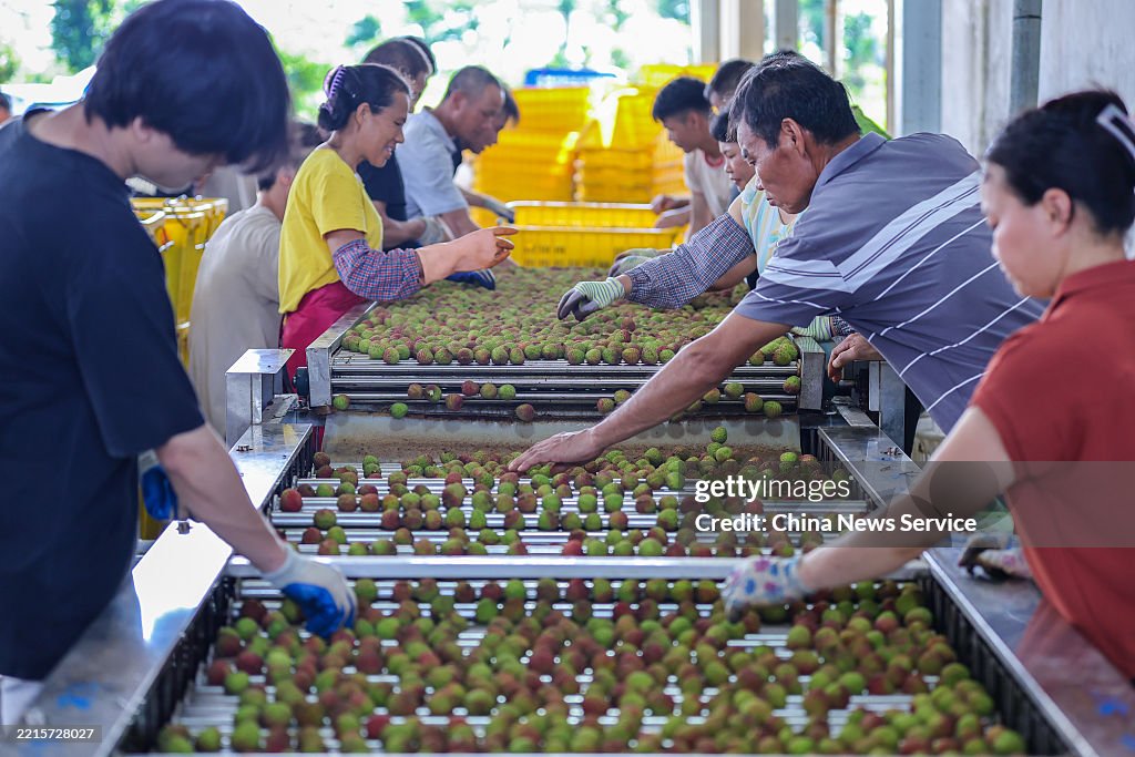 Lychees Enter Harvest Season In Haikou