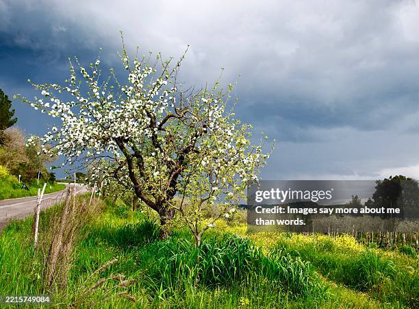 flowering apple tree at the side of a road in chianti, tuscany.  - apfelbaum blüte stock-fotos und bilder