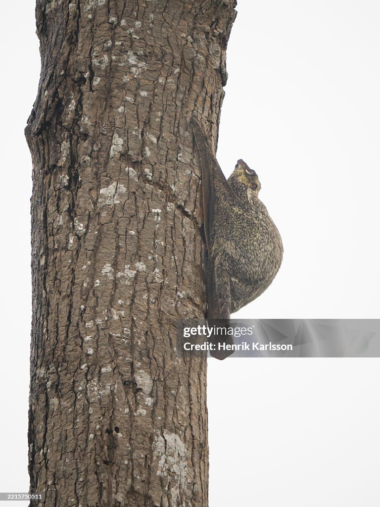 Sunda flying lemur (Galeopterus variegatus) sitting on tree trunk, Borneo