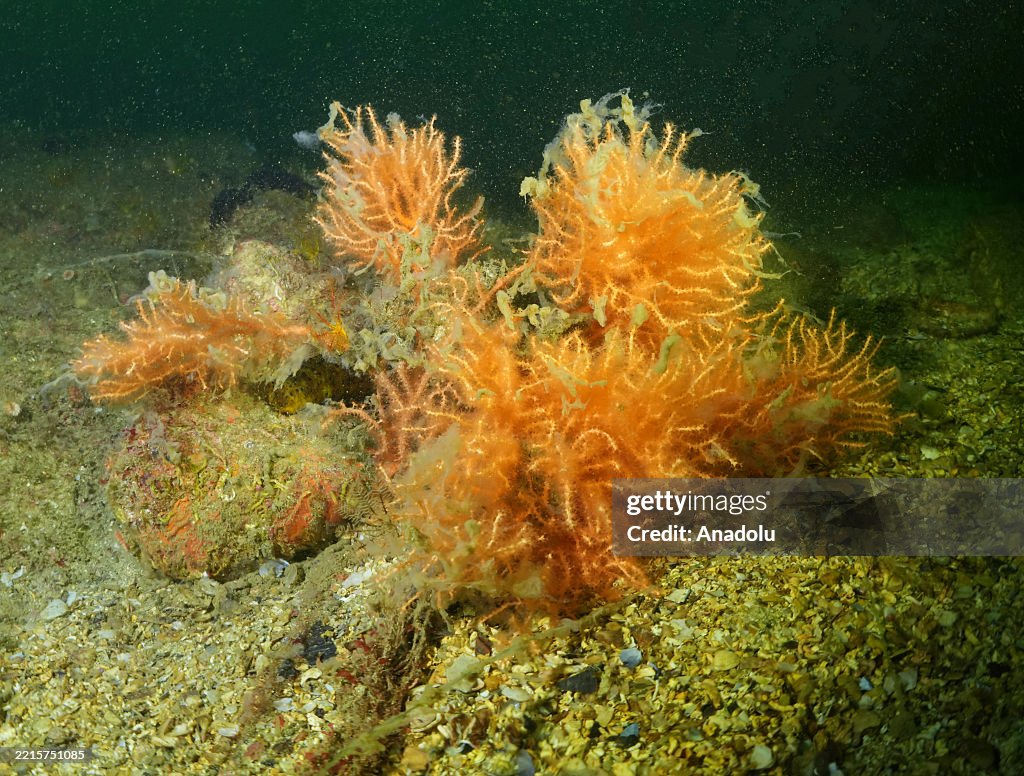 Corals cleaned from mucilage in Istanbul on the occasion of International Day for Biological Diversity