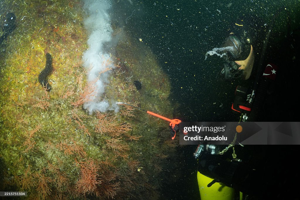 Corals cleaned from mucilage in Istanbul on the occasion of International Day for Biological Diversity