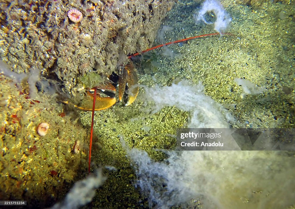 Corals cleaned from mucilage in Istanbul on the occasion of International Day for Biological Diversity