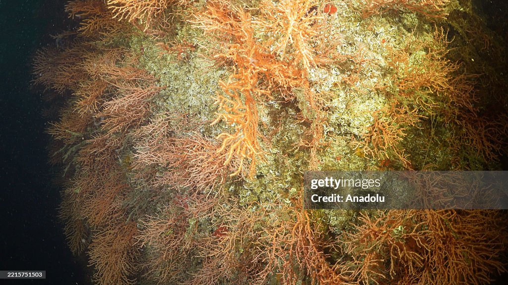 Corals cleaned from mucilage in Istanbul on the occasion of International Day for Biological Diversity
