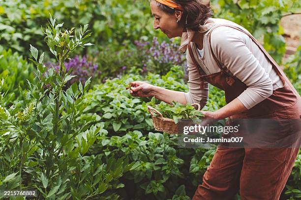 woman picking lemon balm leaves from organic herb garden - lemon balm tea stock pictures, royalty-free photos & images