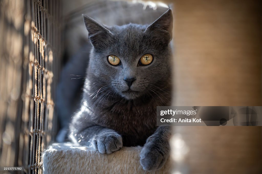 Portrait of a Chartreux cat