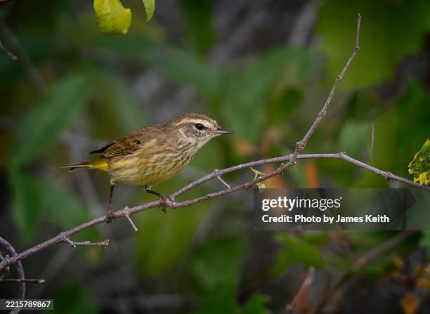 palm warbler - palm warbler stock pictures, royalty-free photos & images
