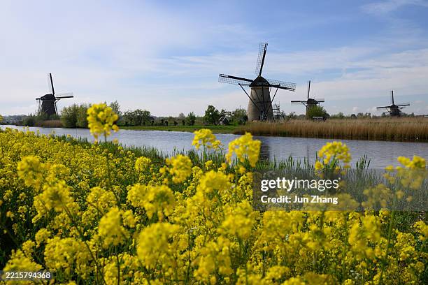 windmühlen in kinderdijk, niederlande, im frühling mit gelben rapsblüten im vordergrund - rohstoffverarbeitende fabrik stock-fotos und bilder