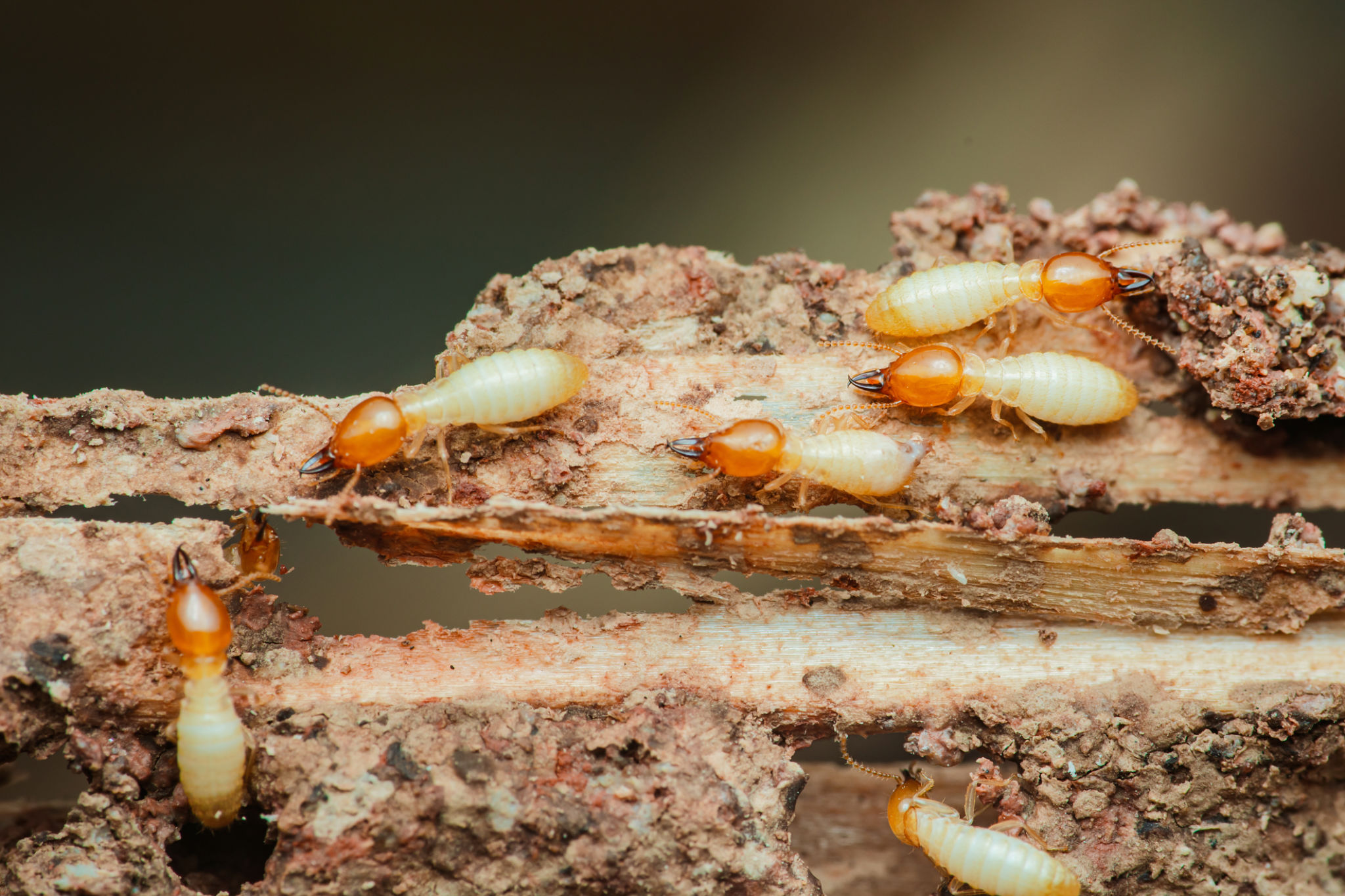 Termites destroying wood: close-up of destructive insects Termites destroying wood: close-up of destructive insects
