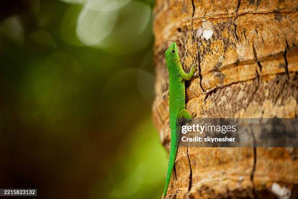 green gecko on a tree. - gecko stock pictures, royalty-free photos & images