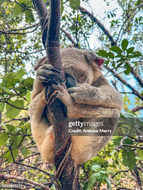 sleeping koala in tree magnetic island australia - bay sleeping stock pictures, royalty-free photos & images