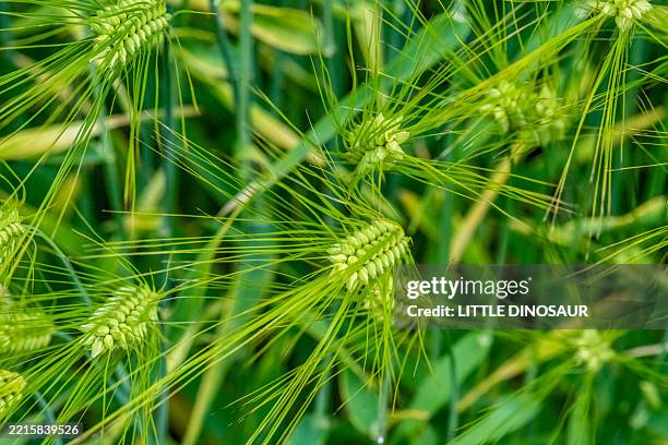 green wheat ears - central japan - wheat field close up stock pictures, royalty-free photos & images