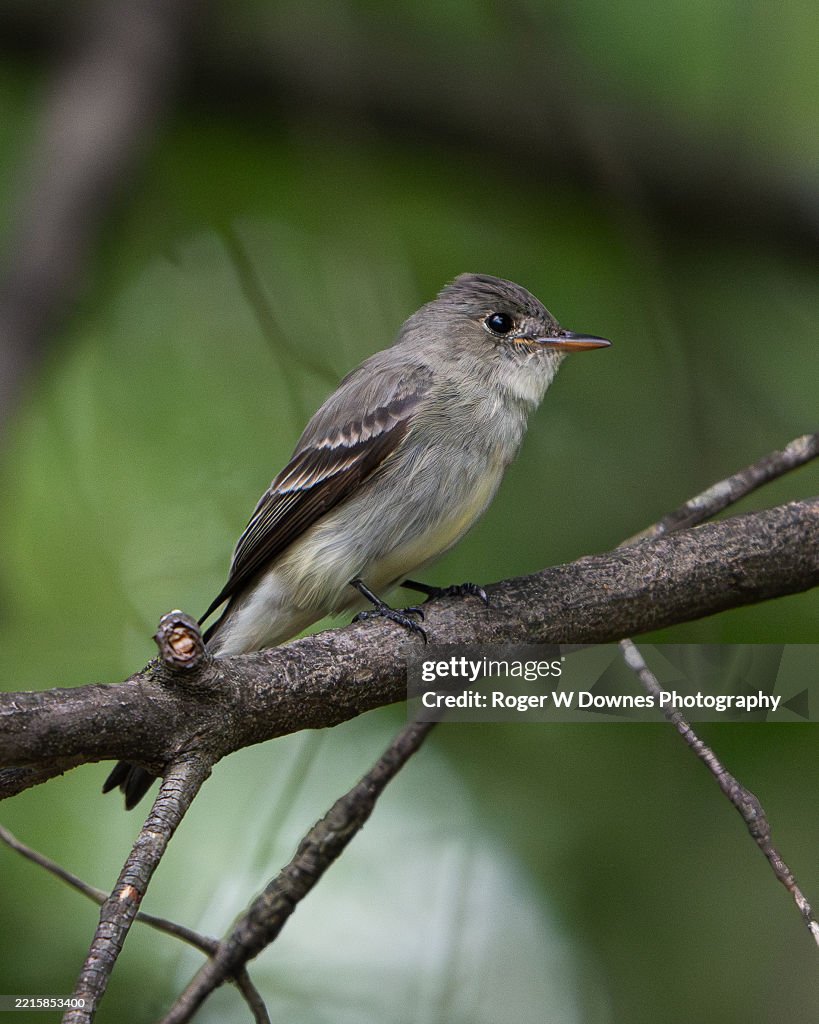 An Eastern Wood-Pewee perched on a branch
