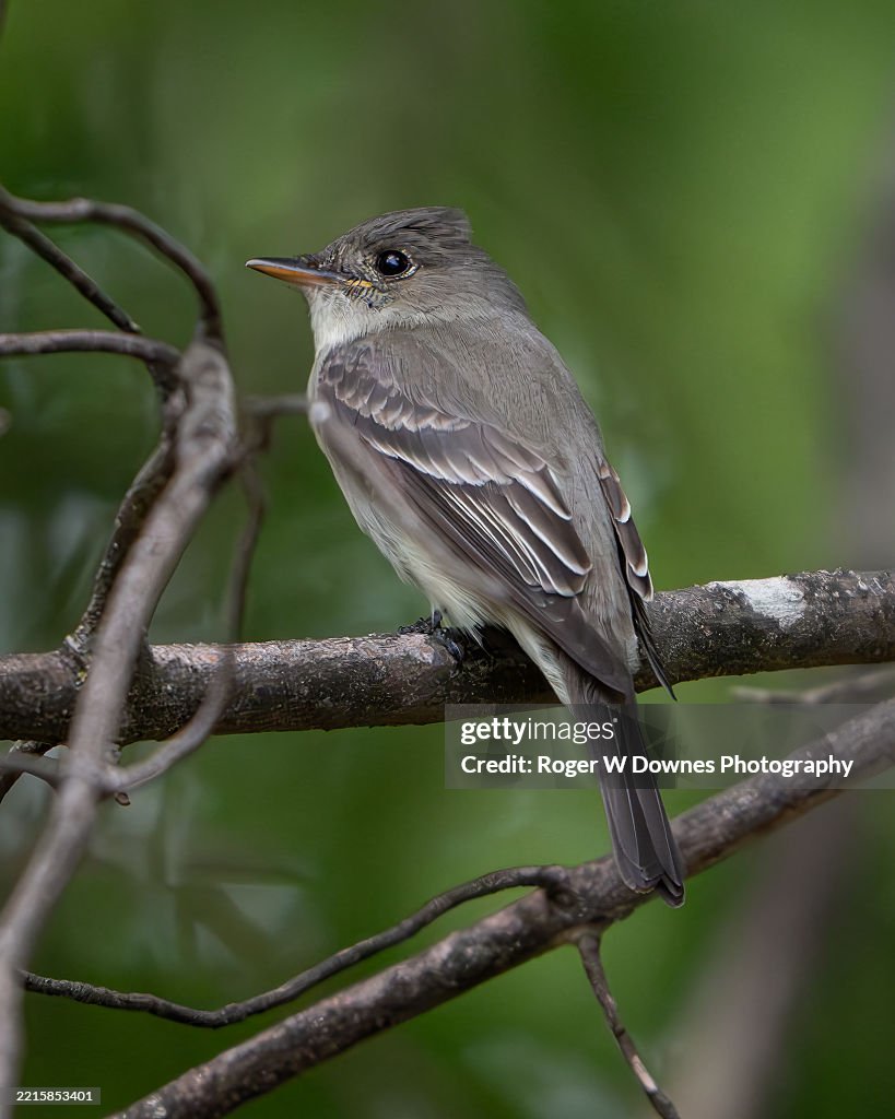An Eastern Wood-Pewee perched on a branch