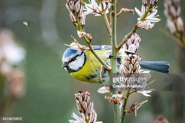 View of blue tit on a plant in Karacabey Floodplain with the arrival of spring season in Bursa, Turkiye on May 12, 2025. As spring arrives, the...