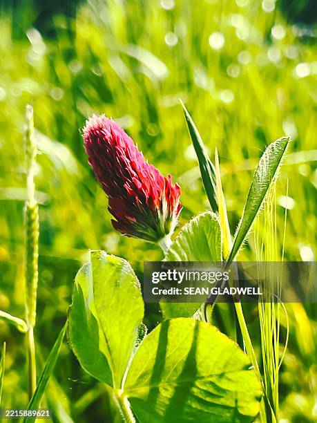 crimson red clover flower - red clover stock pictures, royalty-free photos & images