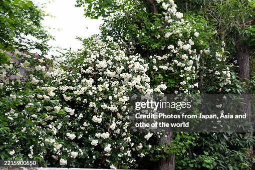 Sprawling Roses Rosa Banksiae Banksian Rose Flower Big Sprawling Rambling Shrub In Rose ...