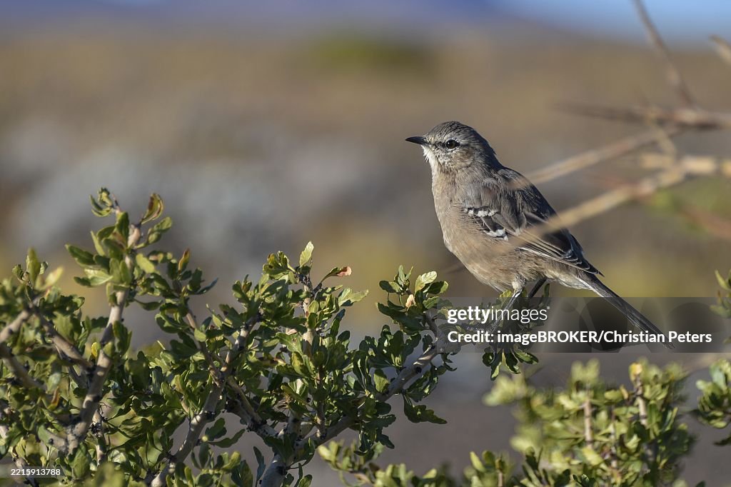 Patagonian Mockingbird (Mimus patagonicus) seen in the province of Neuquen, Patagonia, Argentina, South America