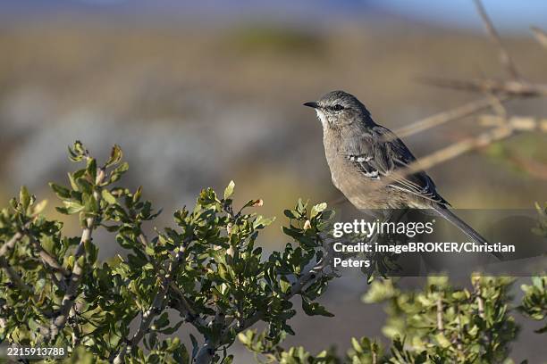 patagonian mockingbird (mimus patagonicus) seen in the province of neuquen, patagonia, argentina, south america - patagonian mockingbird stock pictures, royalty-free photos & images