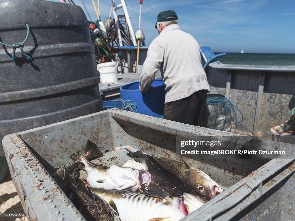 Freshly caught cod in the box and fishermen on cutter in background in Poland