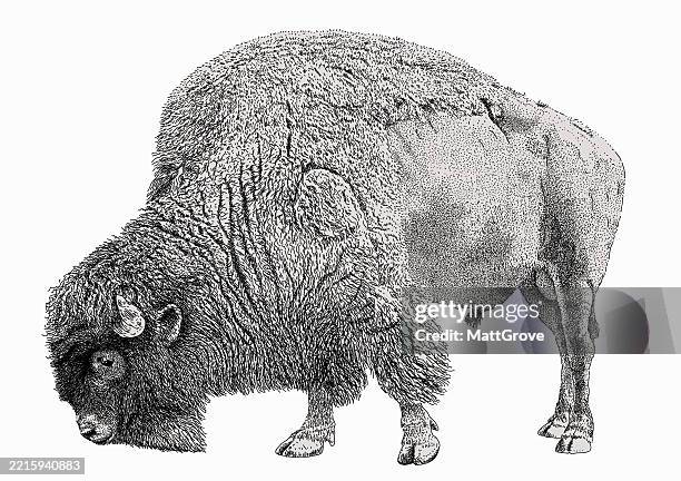 buffalo standing grazing - bison stock illustrations