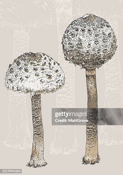 mushrooms parasol mushroom mycelia procera - toadstool stock illustrations