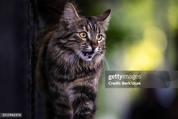 tabby stray cat. - stray animal stock pictures, royalty-free photos & images