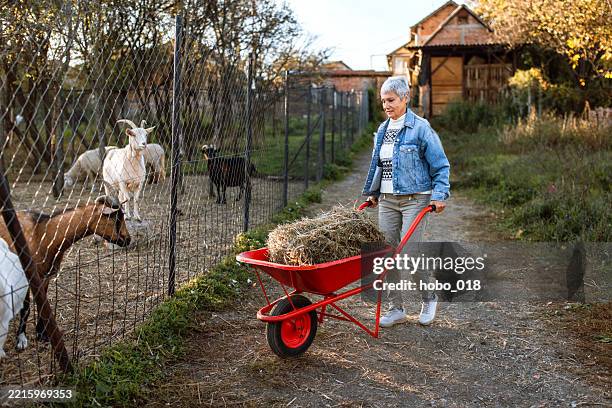woman preparing hay for animals at farm. - kruiwagen stockfoto's en -beelden