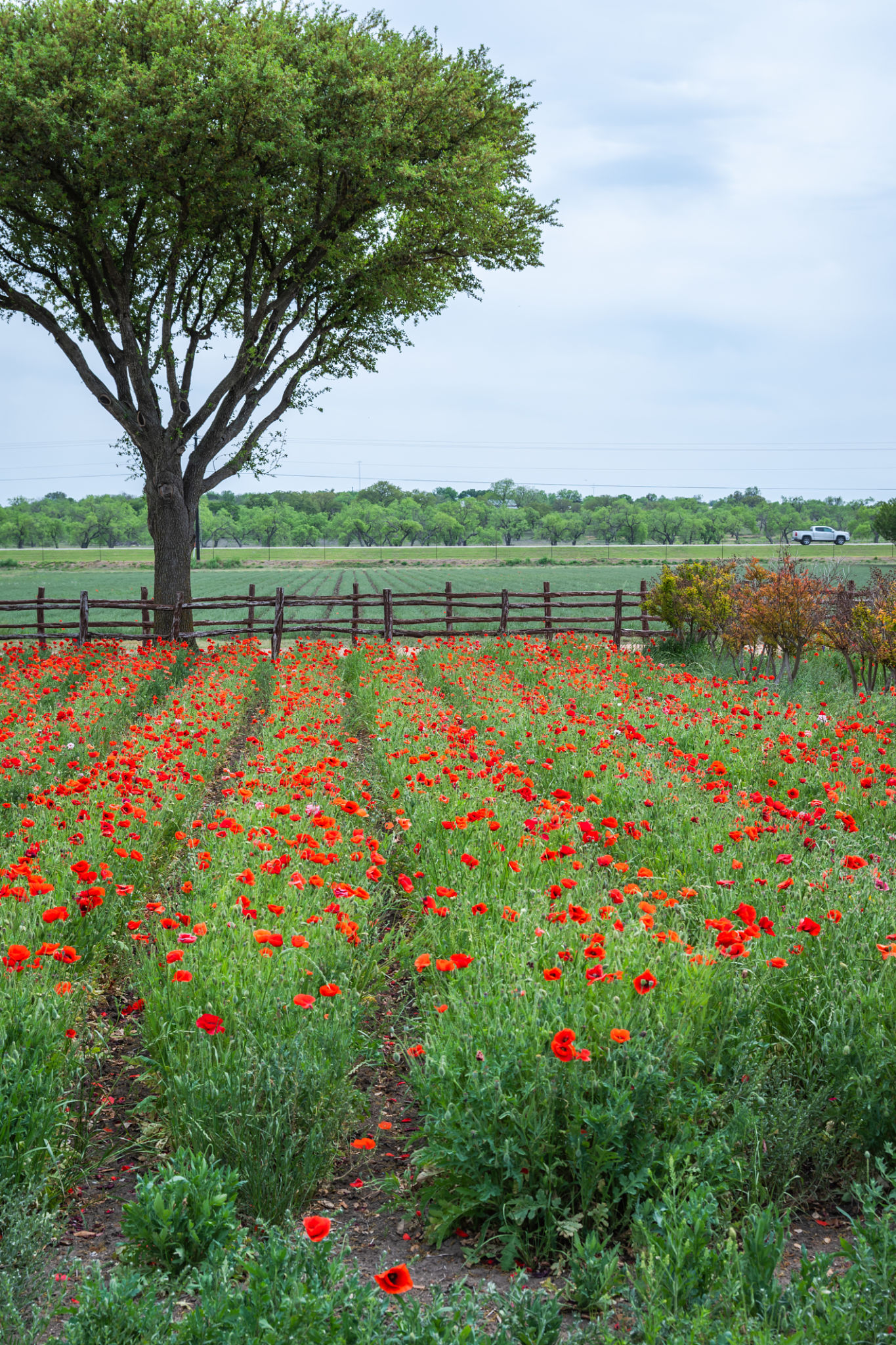 Fredericksburg lawn