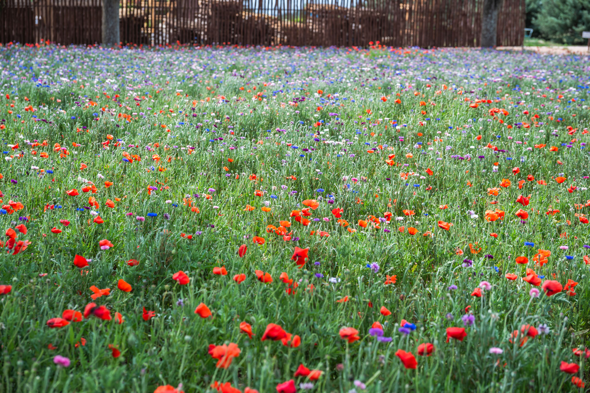 fredericksburg lawn