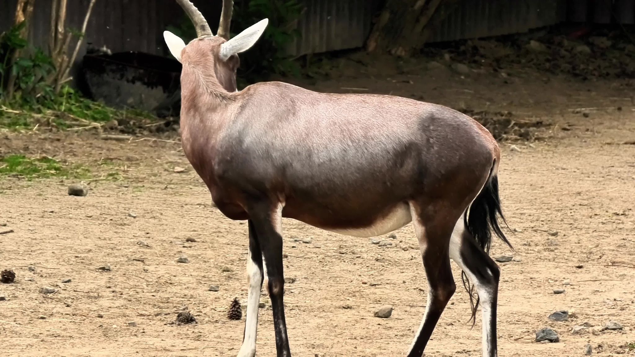 virtual reality safari
