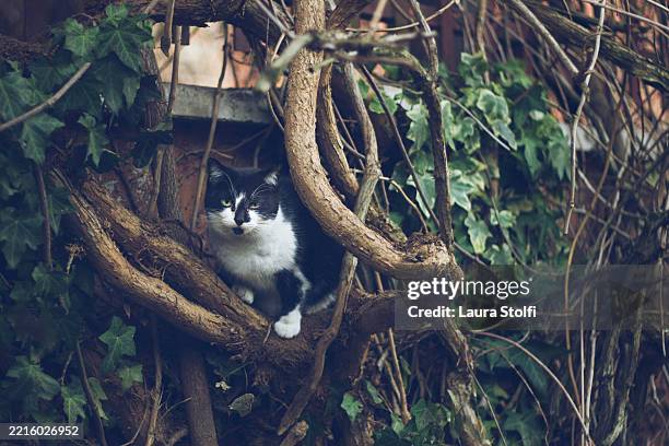 cat stands on tree branch and looks at the camera - scratching post stock pictures, royalty-free photos & images