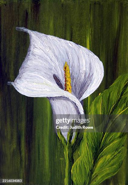 arum lily - calla lily stock illustrations