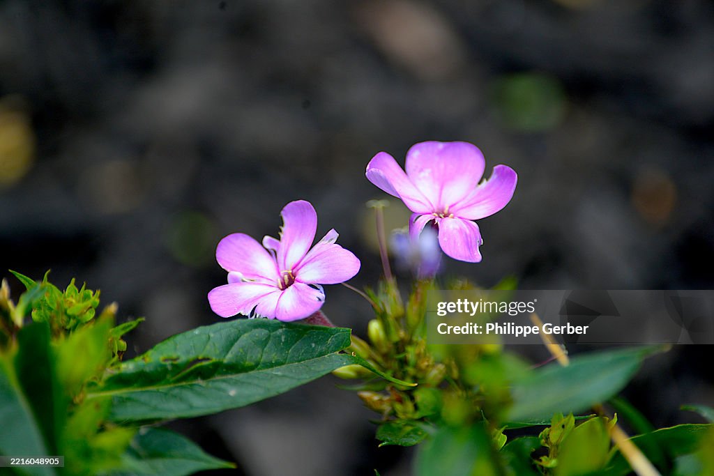 Meadow Phlox