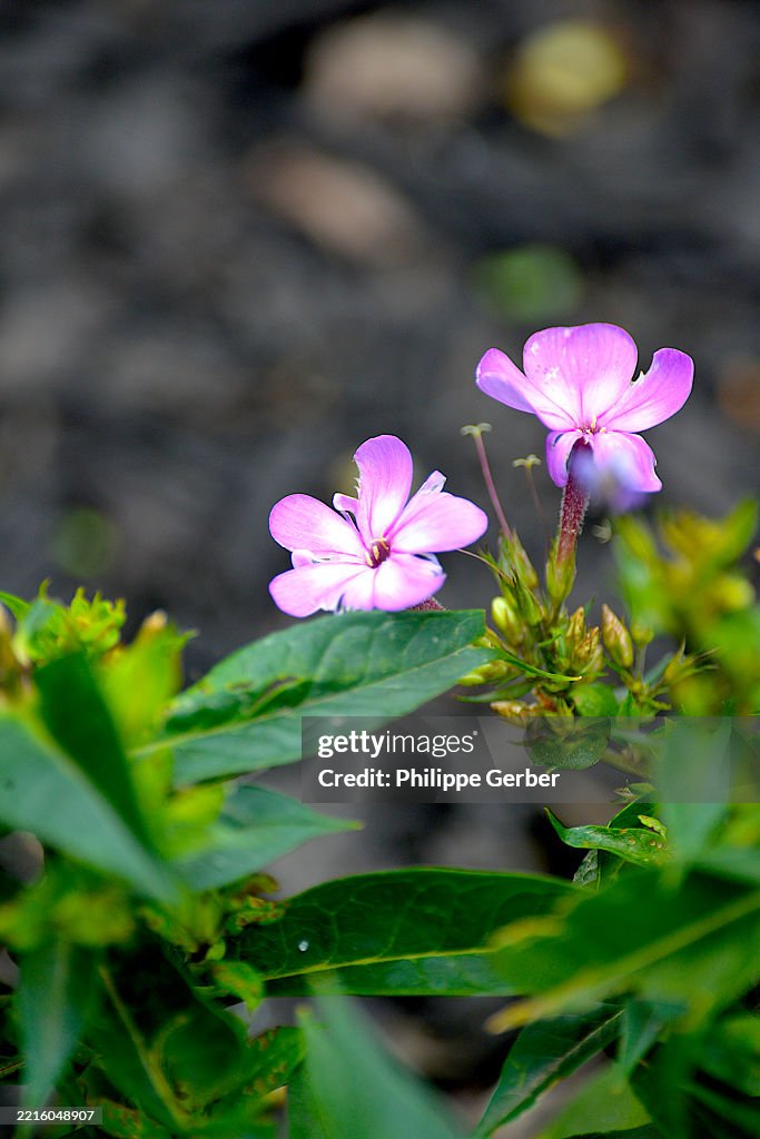 Meadow Phlox