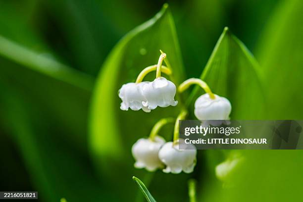 lily of the valley flowers, a sign of summer - liljekonvalj bildbanksfoton och bilder