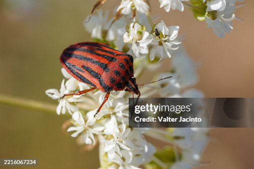 Semipunctated Shield Bug (Graphosoma semipunctatum) Semipunctated Shield Bug (Graphosoma semipunctatum)