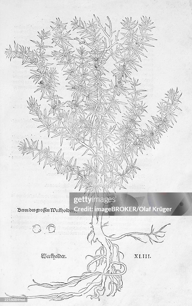 Common juniper (Juniperus communis), woodcut by Leonhart Fuchs, from New Kreüterbuch, neues Kräuterbuch, Michael Isingrin, Basel, Switzerland, 1543, Europe